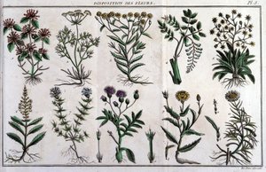 Provisions de fleurs : dans « Flora Françoise, ou brève description de toutes les plantes qui croissent naturellement en France, arrangées selon une nouvelle méthode d