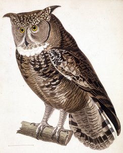 Rapace : hibou africain. Gravure du XIXe siècle