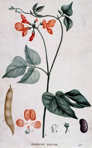 Haricot rouge, planche botanique