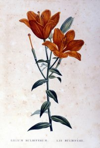 Lys bulbifère rouge. Gravure du 19ème siècle - Unknown artist