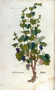Vigne rouge. Herbier du 19ème siècle