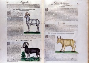 Représentation de moutons, buffles... - dans Historia Animalium de Conrad Gesner (1516 - 1565), Tiguri
