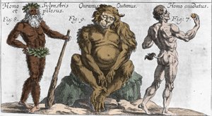 Représentations de diverses créatures monstrueuses : un homme de la forêt ou poilu, un singe orang-outan et un homme avec une queue. Planche de "Mundi Mirabilis Oeconomia" par Johann Zahn, sd. 1696. Milanais