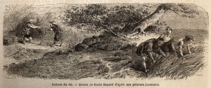 Culture du riz : récolte en octobre, les tiges sont réunies en bottes. Gravure pour illustrer le voyage au Japon en 1863-1864, par Aimé Humbert, ministre de la Confédération suisse, dans « Le tour du monde, nouveau journal des voyages », publié sous la dir