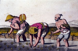 Culture du riz en Chine. Estampe du 19ème siècle. - Unknown artist