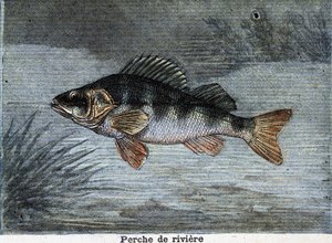 Perche de rivière. Gravure de 1897