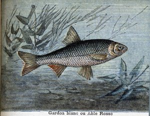 Roach blanc ou able rosse