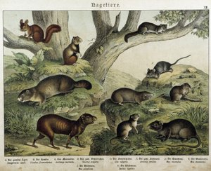 Rongeur: écureuil... - dans "Histoires naturelles des mammifères", éd. Schreiber