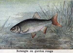 Rotengle ou gardon rouge gravure de 1898