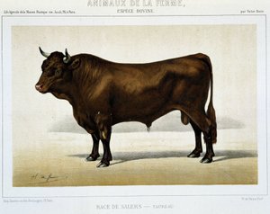 Taurus de race Salers - dans « Animaux de la ferme » - Unknown artist