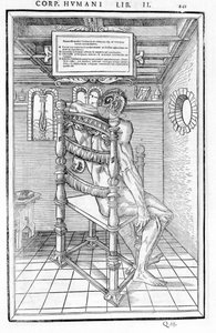 Coupe du crâne. Planche anatomique de « De dissectione partium corporis humani libri tres... » Carlo Stefano Riverio, Paris 1545