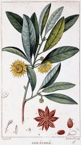 Anis étoilé - planche botanique - Unknown artist