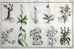 Tiges : dans « Flora Françoise, ou brève description de toutes les plantes qui croissent naturellement en France, arrangées selon une nouvelle méthode d