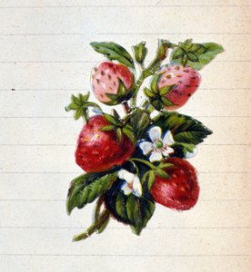 Fraises. Chromolithographie du 19ème siècle