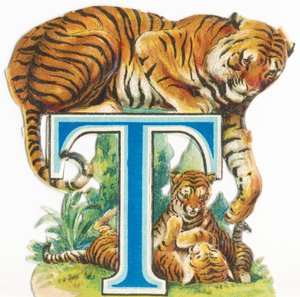 T : Tigre