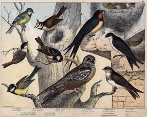 Les 5 oiseaux de gauche : a : Hirondelle (Parus major), b : Mésange bleue (Parus caeruleus), c : Mésange noire (Parus ater), d : Mésange huppée (Lophophanes cristatus), e : Mésange nonnette (Parus palustris) Les 4 oiseaux de droite : a : Hirondelle rustiqu
