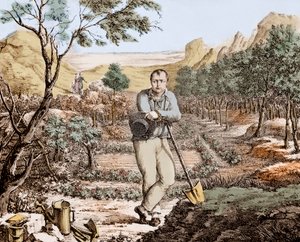 Le jardinier de Sainte-Hélène - Napoléon en exil à Sainte-Hélène, gravure - Unknown artist