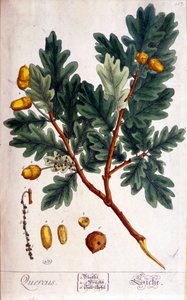 Le Chêne (Quercus) - planche botanique