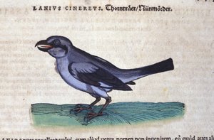 La Pie-grièche dans Historia Animalium de Conrad Gesner (1516 - 1565), Tiguri