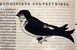 Le Martinet dans Historia Animalium de Conrad Gesner (1516 - 1565), Tiguri