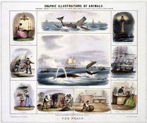 La baleine", vers 1845 - Unknown artist