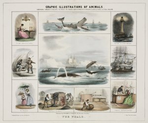 La baleine", vers 1845 - Unknown artist