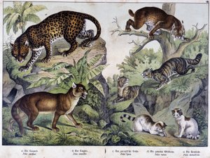 Les chats: Léopard, couguar, lynx (en haut à gauche), chat sauvage (à droite, au milieu), chat domestique - dans "Histoires naturelles des mammifères", éd. Schreiber