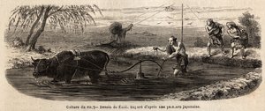 La culture du riz : première étape, après l