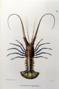 Le homard. 19ème siècle - Unknown artist
