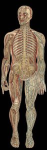 Le système nerveux. Dans "La nouvelle médication naturelle" de F.E. Bilz. 1898