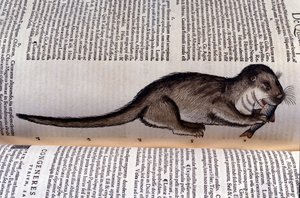 La loutre - Historia Animalium par Conrad Gesner (1516 - 1565), Tiguri