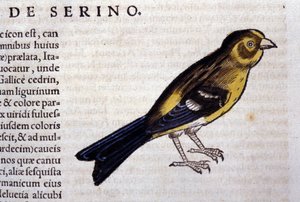 Le serin d