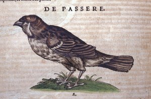 Le moineau dans Historia Animalium par Conrad Gesner (1516 - 1565), Tiguri