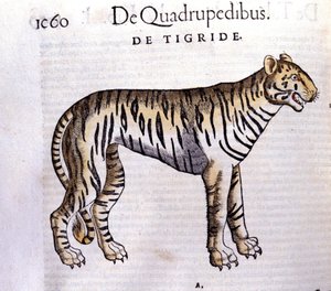 Le tigre - dans Historia Animalium par Conrad Gesner (1516 - 1565), Tiguri