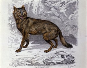 Le loup. Planche tirée d