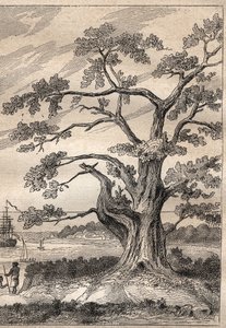 Troisième voyage (1776-1779) du capitaine James Cook (1728-1779) : arbre sous lequel Cook observa le passage de Vénus - illustration tirée de "Les Grands Navigateurs du XVIIIe siècle". - Unknown artist