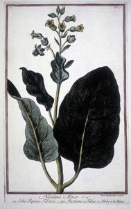 Feuille et fleur de tabac (Nicotiana Minor) dans un herbier du 19ème siècle. - Unknown artist