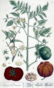 Tomate, planche botanique