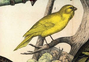 Un canari - dans « Histoire naturelle des oiseaux », éd. Hoeopli, Milan - Unknown artist