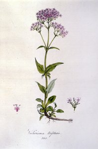 Valériane. Gravure du 19ème siècle
