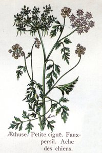 Plantes botaniques vénéneuses : aethuse, petite ciguë, faux persil et ache des chiens. Gravure dans "La médication naturelle", par Friedrich Eduard Bilz (1842-1922)