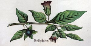 Plantes botaniques vénéneuses : Belladone. Gravure dans "La médication naturelle" de Friedrich Eduard Bilz (1842-1922) - Unknown artist