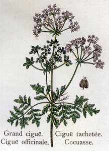Plantes botaniques vénéneuses : grande, officinale, tache et cocuasse. Gravure dans "La médication naturelle" de Friedrich Eduard Bilz (1842-1922)