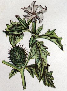 Plantes botaniques vénéneuses : stramoine de pomme épineuse. Gravure dans "La médication naturelle" de Friedrich Eduard Bilz (1842-1922)