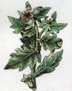 Plantes botaniques vénéneuses : jusquiame. Gravure dans "La médication naturelle" de Friedrich Eduard Bilz (1842-1922) - Unknown artist