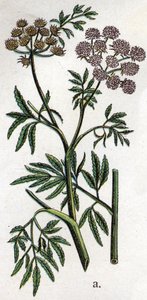 Plantes botaniques vénéneuses : ciguë aquatique (Cicuta virosa). Gravure dans "La médication naturelle" de Friedrich Eduard Bilz (1842-1922) - Unknown artist