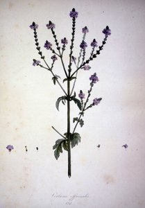 Verbena officinalis (Verveine officinale). Herbier du XIXe siècle. - Unknown artist