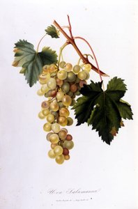 Raisins blancs. Gravure du 19ème siècle - Unknown artist