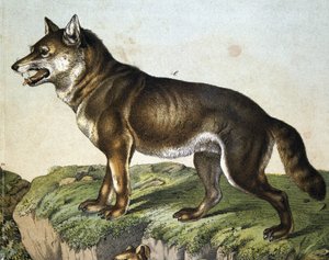 Loup - dans « Histoire naturelle des mammifères », éd. Schreiber, Munich
