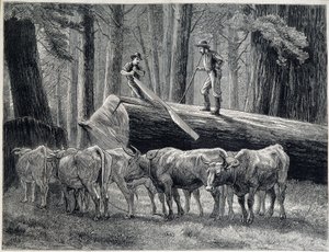 Bûcherons dans une forêt de séquoias en Californie - gravure - Unknown artist